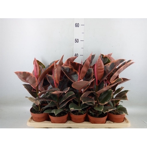 Ficus elastica 'Belize'