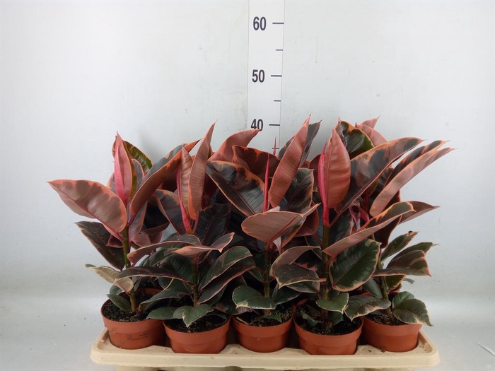 <h4>Ficus elastica 'Belize'</h4>