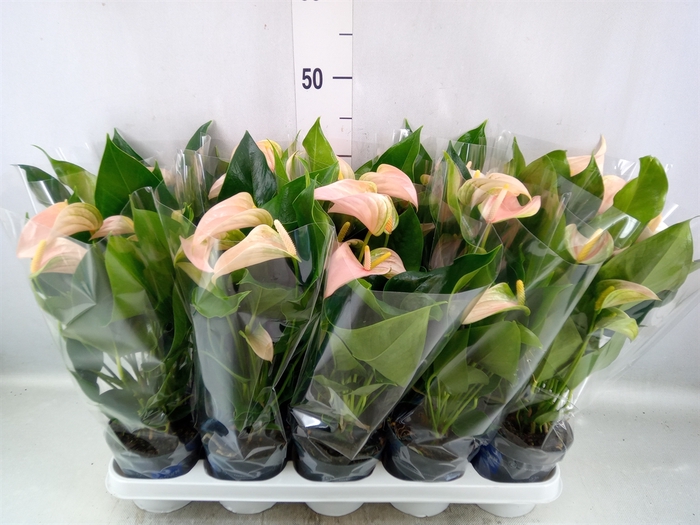 Anthurium andr. 'Joli Peach'