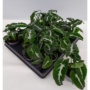 SYNGONIUM PODOPHYLLUM P12