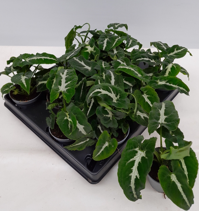 SYNGONIUM PODOPHYLLUM P12
