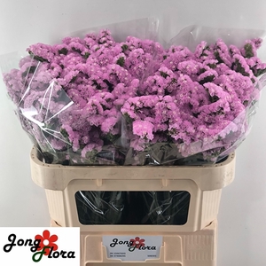 LIM S FANTASIA WINGS