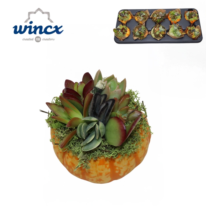 <h4>ARR SUCCULENTEN</h4>