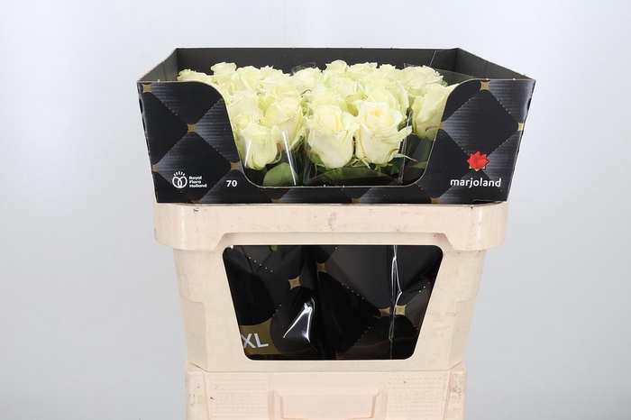 <h4>R Gr Dolomiti</h4>