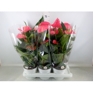 Anthurium andr. 'Pink Champion'
