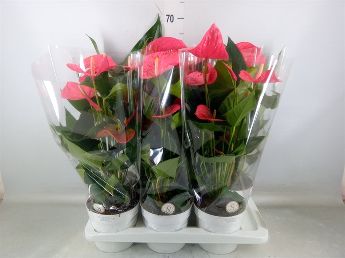 <h4>Anthurium andr. 'Pink Champion'</h4>