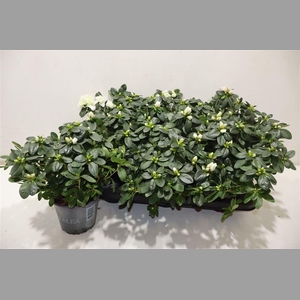 Rhodo Si Witte Vogel