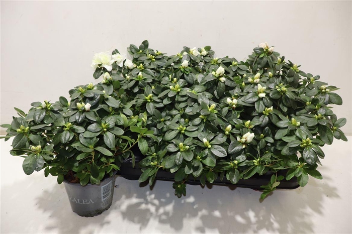 <h4>Rhodo Si Witte Vogel</h4>