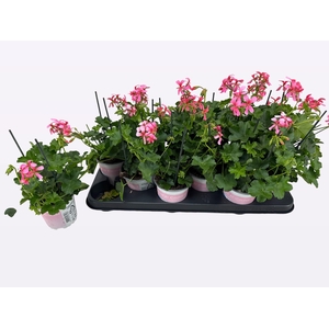 PEL PELT BALKON ROSE