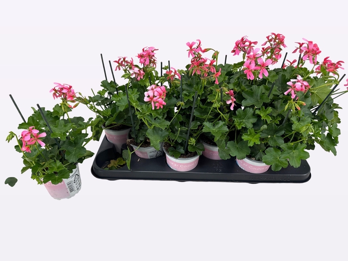 <h4>PEL PELT BALKON ROSE</h4>