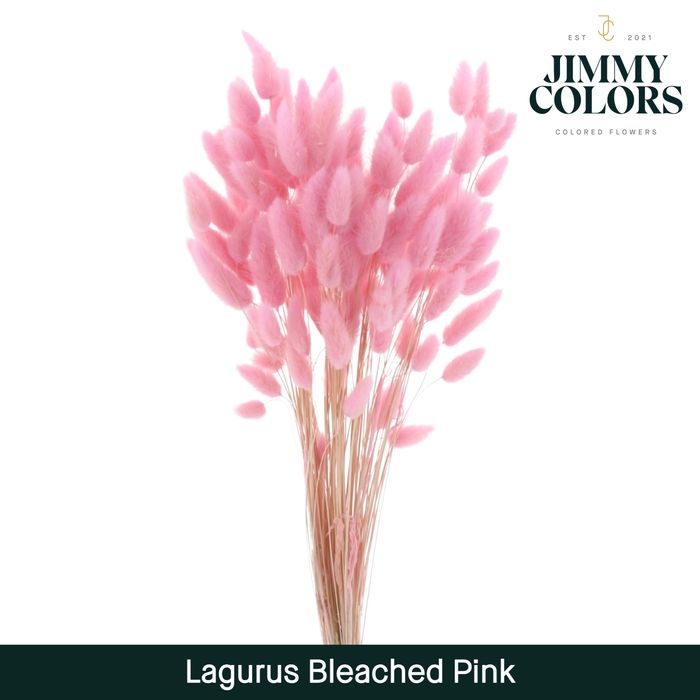 <h4>Lagurus bleached Pink</h4>