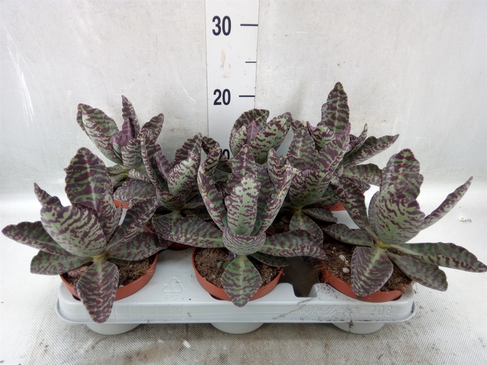 <h4>Kalanchoe NF marmorata 'Partridge'</h4>