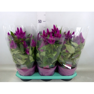 Celosia spic. 'Deep Purple'