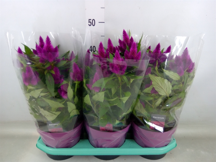 <h4>Celosia spic. 'Deep Purple'</h4>