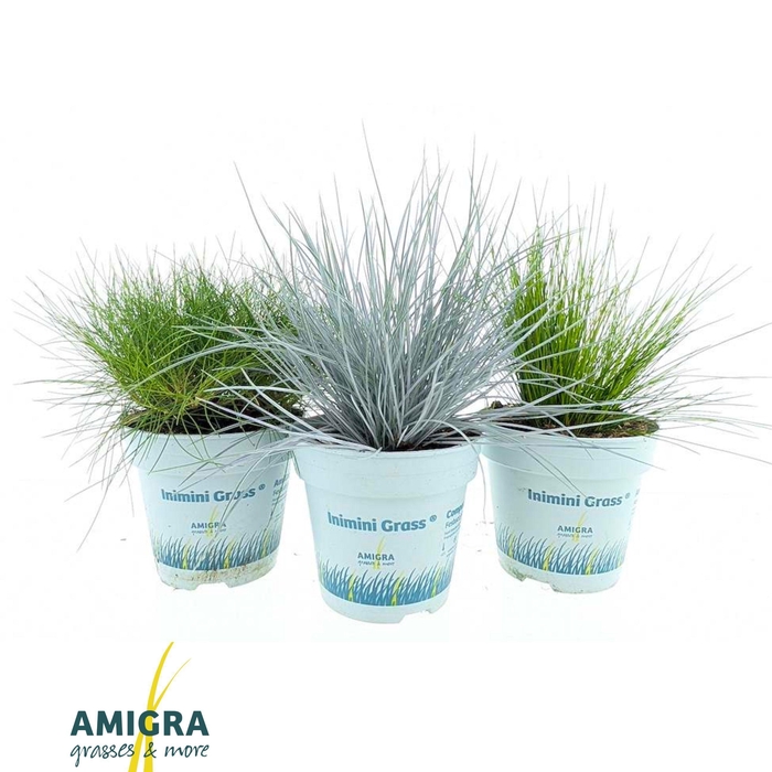 <h4>Ami Mix 10,5cm</h4>