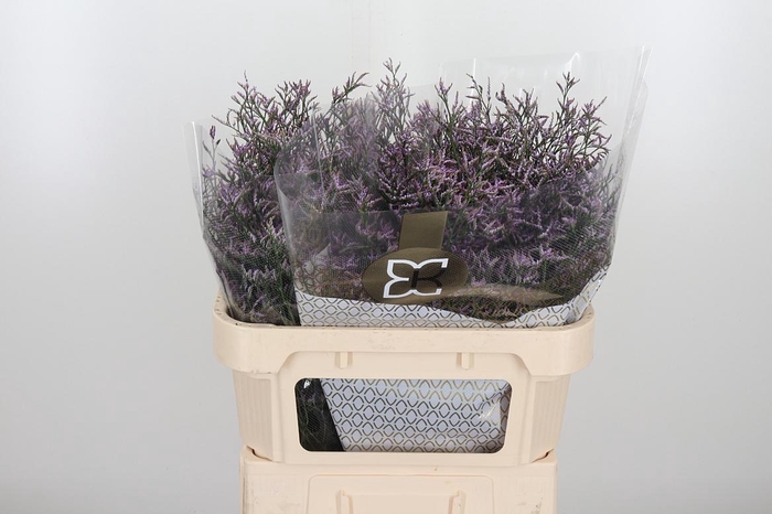 <h4>Limon Safora Lilac</h4>