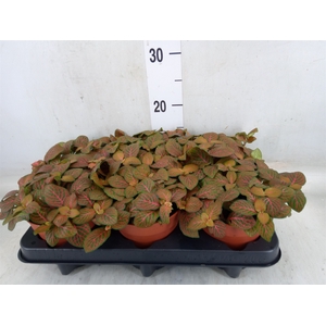 Fittonia verschaf. 'Joly Josan'