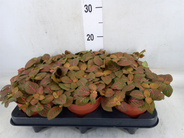 <h4>Fittonia verschaf. 'Joly Josan'</h4>