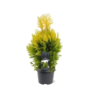 Thuja plicata '4ever Goldy' (pbr)