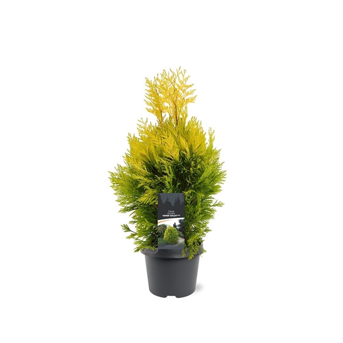 <h4>Thuja plicata '4ever Goldy' (pbr)</h4>