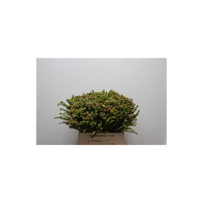 <h4>Kaaps Berzelia Palacea Young</h4>
