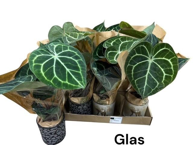 <h4>ANTHU CLARINERVIUM</h4>