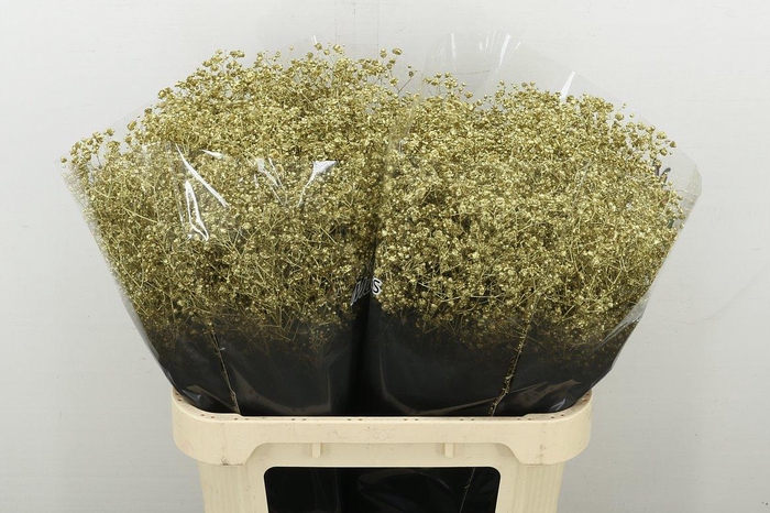 <h4>Gyps Grof Goud</h4>