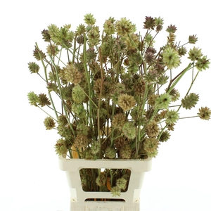 Glycyrrh Yunnanen Zd 7+ Bal