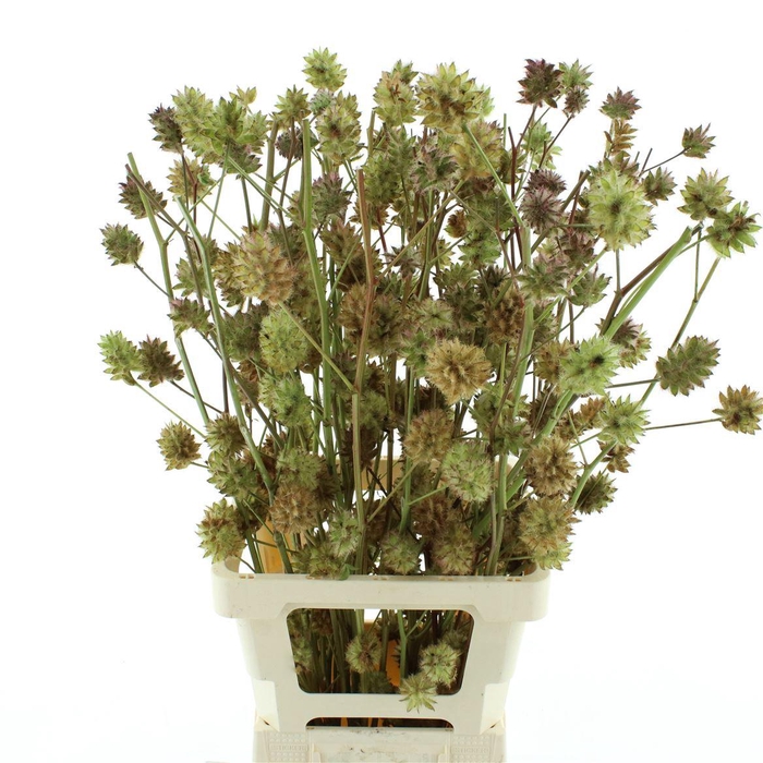 <h4>Glycyrrh Yunnanen Zd 7+ Bal</h4>