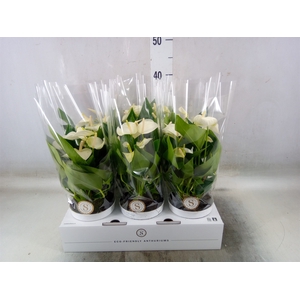 Anthurium andr. 'White Champion'