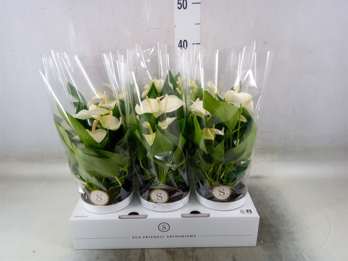 <h4>Anthurium andr. 'White Champion'</h4>