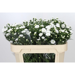 Aster Pretty Wendy