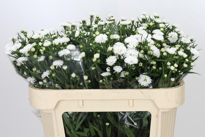 <h4>Aster Pretty Wendy</h4>
