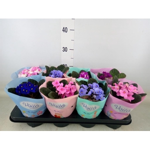 Saintpaulia   ...mix