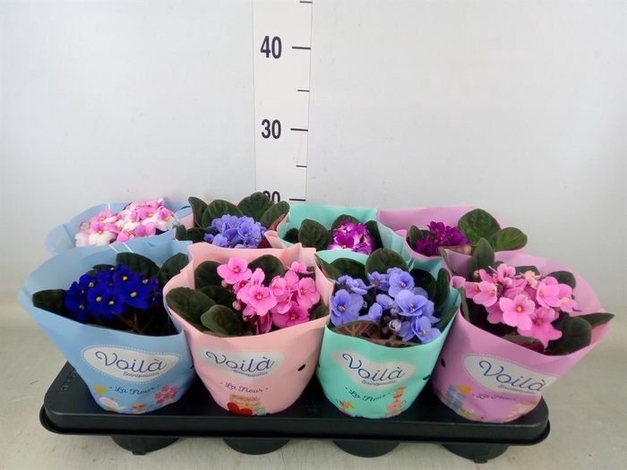 <h4>Saintpaulia   ...mix</h4>