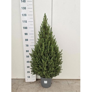 PICEA GL CONICA