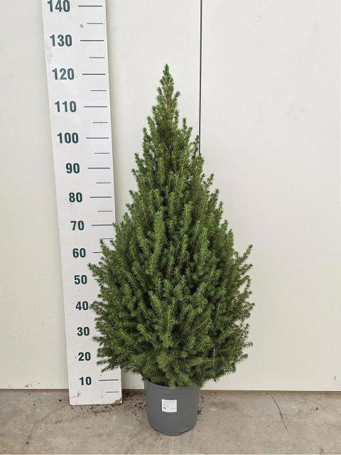 <h4>PICEA GL CONICA</h4>