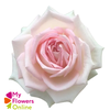 R Gr Ragazza Bicolor 60cm EC