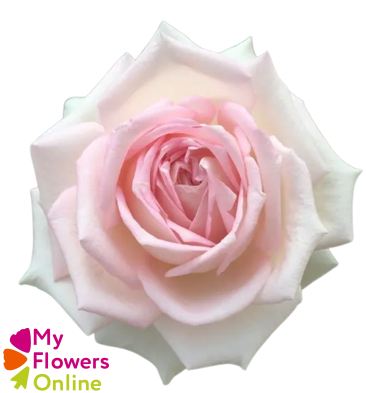 <h4>R Gr Ragazza Bicolor 60cm EC</h4>