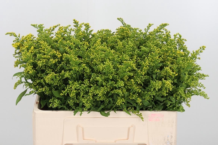 <h4>Soli Carzan Glory</h4>