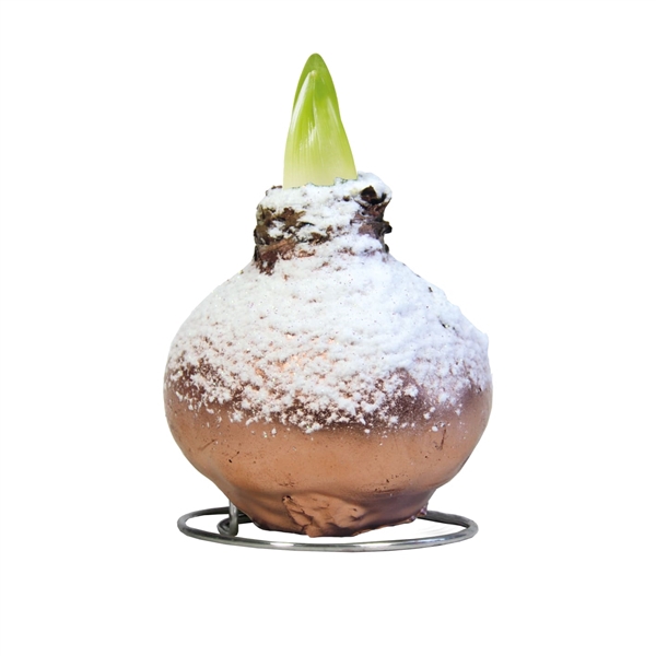 <h4>Amaryllis Touch of Wax TOW Snow Copper 6x1, rode bloem, Tray236</h4>
