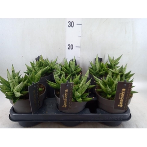 Sansevieria cyl. 'Inti I'