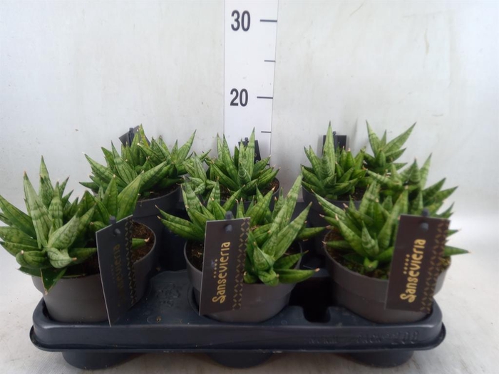 <h4>Sansevieria cyl. 'Inti I'</h4>