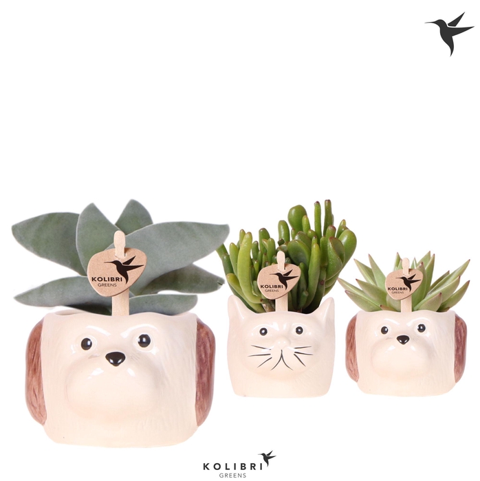 <h4>Kolibri Greens Succulenten mix in Cat & Dog pot mix</h4>
