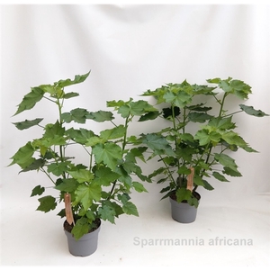 Sparrmannia africana 19cm [Kamerlinde]