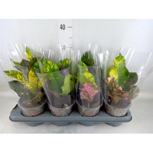 Codiaeum var. GR 'Magnificent'