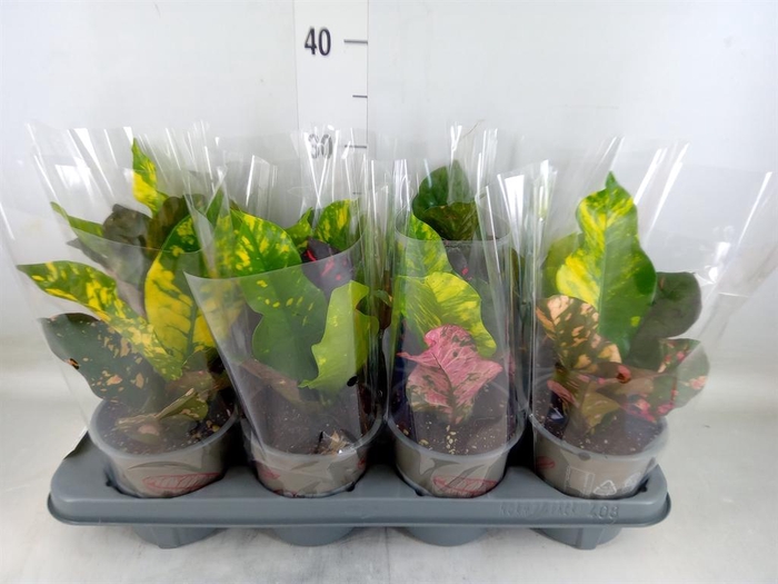 <h4>Codiaeum var. GR 'Magnificent'</h4>