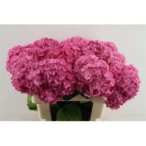 Hydr M Adora Pink 60-18