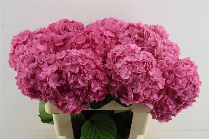 <h4>Hydr M Adora Pink 60-18</h4>