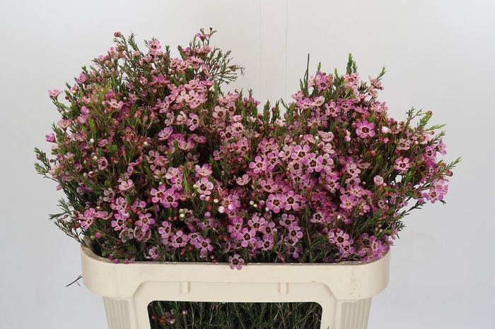 <h4>Chamelaucium Grand Adi</h4>